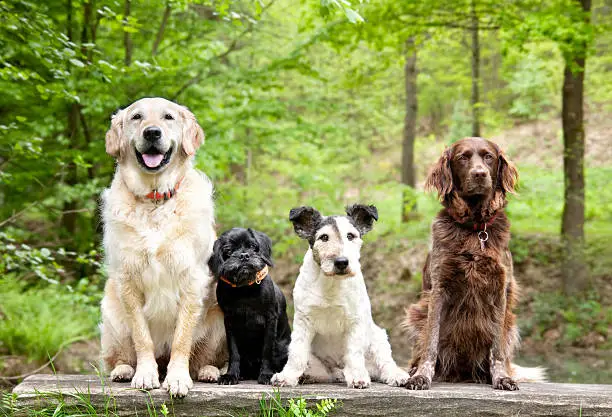 The Role of Online Reviews and Testimonials in Choosing a Dog Seller